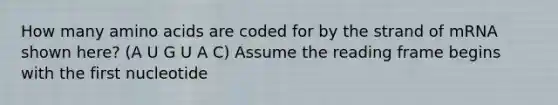 How many amino acids are coded for by the strand of mRNA shown here? (A U G U A C) Assume the reading frame begins with the first nucleotide