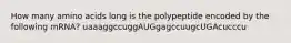 How many amino acids long is the polypeptide encoded by the following mRNA? uaaaggccuggAUGgagccuugcUGAcucccu