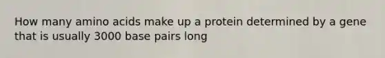 How many amino acids make up a protein determined by a gene that is usually 3000 base pairs long