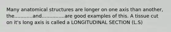 Many anatomical structures are longer on one axis than another, the............and...............are good examples of this. A tissue cut on it's long axis is called a LONGITUDINAL SECTION (L.S)