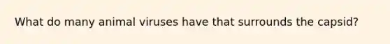 What do many animal viruses have that surrounds the capsid?