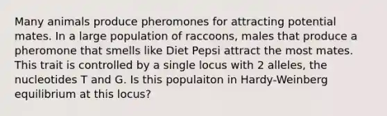 Many animals produce pheromones for attracting potential mates. In a large population of raccoons, males that produce a pheromone that smells like Diet Pepsi attract the most mates. This trait is controlled by a single locus with 2 alleles, the nucleotides T and G. Is this populaiton in Hardy-Weinberg equilibrium at this locus?