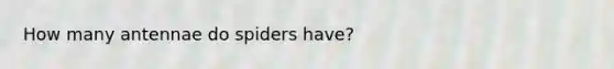 How many antennae do spiders have?