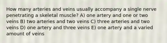 How many arteries and veins usually accompany a single nerve penetrating a skeletal muscle? A) one artery and one or two veins B) two arteries and two veins C) three arteries and two veins D) one artery and three veins E) one artery and a varied amount of veins