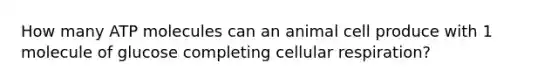 How many ATP molecules can an animal cell produce with 1 molecule of glucose completing cellular respiration?