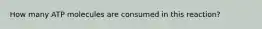 How many ATP molecules are consumed in this reaction?