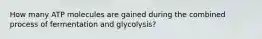 How many ATP molecules are gained during the combined process of fermentation and glycolysis?