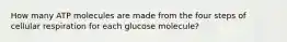 How many ATP molecules are made from the four steps of cellular respiration for each glucose molecule?