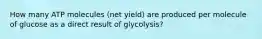 How many ATP molecules (net yield) are produced per molecule of glucose as a direct result of glycolysis?