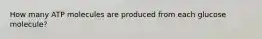 How many ATP molecules are produced from each glucose molecule?