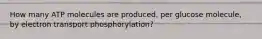 How many ATP molecules are produced, per glucose molecule, by electron transport phosphorylation?