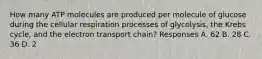 How many ATP molecules are produced per molecule of glucose during the cellular respiration processes of glycolysis, the Krebs cycle, and the electron transport chain? Responses A. 62 B. 28 C. 36 D. 2