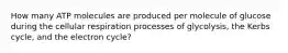 How many ATP molecules are produced per molecule of glucose during the cellular respiration processes of glycolysis, the Kerbs cycle, and the electron cycle?