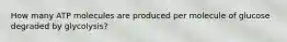 How many ATP molecules are produced per molecule of glucose degraded by glycolysis?