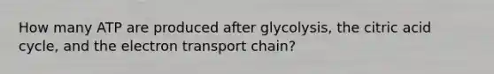 How many ATP are produced after glycolysis, the citric acid cycle, and the electron transport chain?