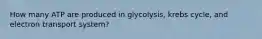 How many ATP are produced in glycolysis, krebs cycle, and electron transport system?