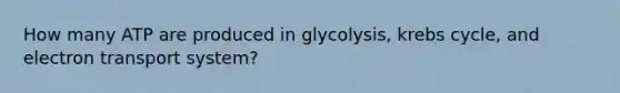 How many ATP are produced in glycolysis, krebs cycle, and electron transport system?