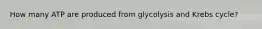 How many ATP are produced from glycolysis and Krebs cycle?