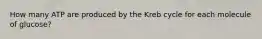 How many ATP are produced by the Kreb cycle for each molecule of glucose?