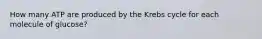 How many ATP are produced by the Krebs cycle for each molecule of glucose?