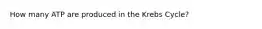 How many ATP are produced in the Krebs Cycle?