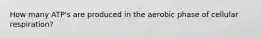 How many ATP's are produced in the aerobic phase of cellular respiration?