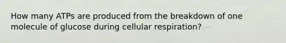 How many ATPs are produced from the breakdown of one molecule of glucose during cellular respiration?