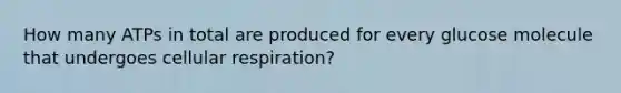 How many ATPs in total are produced for every glucose molecule that undergoes cellular respiration?