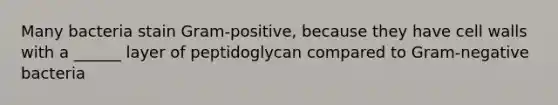 Many bacteria stain Gram-positive, because they have cell walls with a ______ layer of peptidoglycan compared to Gram-negative bacteria