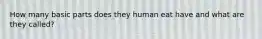 How many basic parts does they human eat have and what are they called?