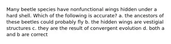 Many beetle species have nonfunctional wings hidden under a hard shell. Which of the following is accurate? a. the ancestors of these beetles could probably fly b. the hidden wings are vestigial structures c. they are the result of convergent evolution d. both a and b are correct