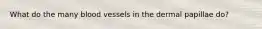 What do the many blood vessels in the dermal papillae do?