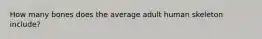 How many bones does the average adult human skeleton include?