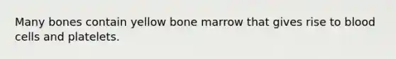 Many bones contain yellow bone marrow that gives rise to blood cells and platelets.