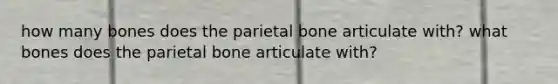 how many bones does the parietal bone articulate with? what bones does the parietal bone articulate with?