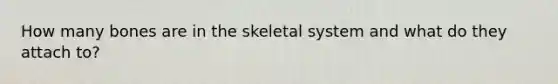 How many bones are in the skeletal system and what do they attach to?