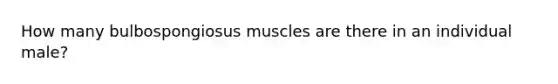 How many bulbospongiosus muscles are there in an individual male?