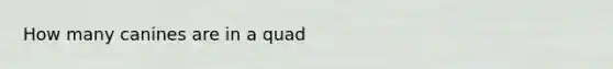 How many canines are in a quad