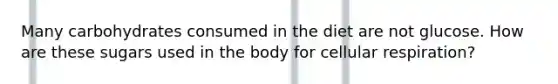 Many carbohydrates consumed in the diet are not glucose. How are these sugars used in the body for cellular respiration?