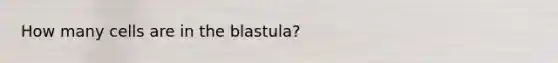 How many cells are in the blastula?