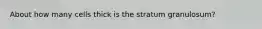 About how many cells thick is the stratum granulosum?