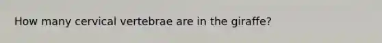How many cervical vertebrae are in the giraffe?
