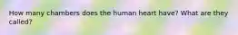 How many chambers does the human heart have? What are they called?