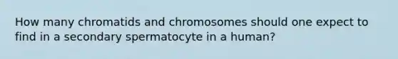 How many chromatids and chromosomes should one expect to find in a secondary spermatocyte in a human?