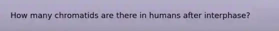 How many chromatids are there in humans after interphase?