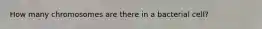 How many chromosomes are there in a bacterial cell?
