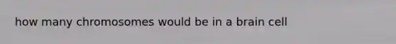 how many chromosomes would be in a brain cell