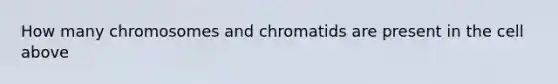 How many chromosomes and chromatids are present in the cell above