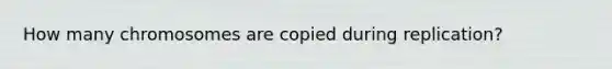 How many chromosomes are copied during replication?