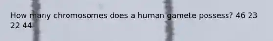 How many chromosomes does a human gamete possess? 46 23 22 44